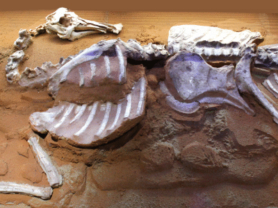 Bactrosaurus Skelett / by Gary Todd / Bild ist gemeinfrei Bactrosaurus Skelett / by Gary Todd / Bild ist gemeinfrei