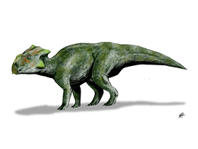 Bagaceratops / © N. Tamura. Verwendet mit freundlicher Genehmigung des Autors. Bagaceratops / © N. Tamura. Verwendet mit freundlicher Genehmigung des Autors.