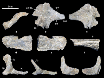 Schädelelemente / © Li et al. Schädelelemente / © Li et al.