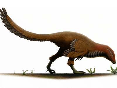 Balaur / © Vitor Silva. Verwendet mit freundlicher Genehmigung des Autors Balaur / © Vitor Silva. Verwendet mit freundlicher Genehmigung des Autors