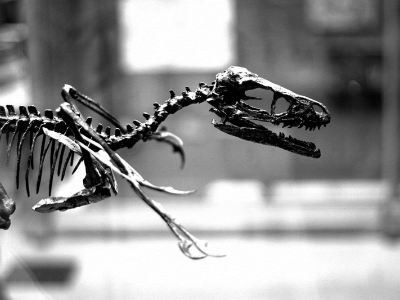 Skelett des Bambiraptor / Garrett Coakley. Creative Commons NonCommercial-ShareAlike 2.0 Generic (CC BY-NC-SA 2.0) Skelett des Bambiraptor / Garrett Coakley. Creative Commons NonCommercial-ShareAlike 2.0 Generic (CC BY-NC-SA 2.0)