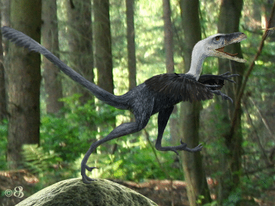 Bambiraptor / © Beate Basner. Verwendet mit freundlicher Genehmigung der Autorin.