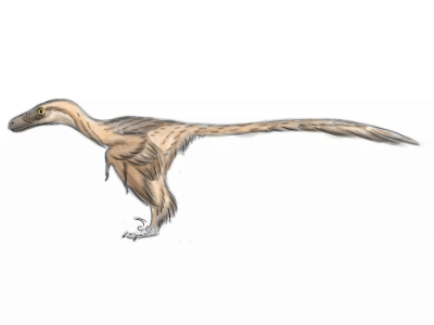 Bambiraptor / © Daniel Bensen Bambiraptor / © Daniel Bensen. Verwendet mit freundlicher Genehmigung des Autors.
