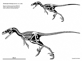 Bambiraptor / © Scott Hartman. Verwendet mit freundlicher Genehmigung des Autors. Bambiraptor / © Scott Hartman. Verwendet mit freundlicher Genehmigung des Autors.