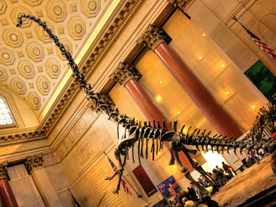 Skelett des Barosaurus / Daniel Mennerich. Creative Commons NonCommercial-NoDerivs 2.0 Generic (CC BY-NC-ND 2.0) Skelett des Barosaurus / Daniel Mennerich. Creative Commons NonCommercial-NoDerivs 2.0 Generic (CC BY-NC-ND 2.0)