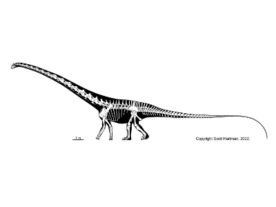 Barosaurus / © Scott Hartman. Verwendet mit freundlicher Genehmigung des Autors. Barosaurus / © Scott Hartman. Verwendet mit freundlicher Genehmigung des Autors.