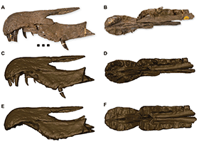 Oberkieferfragment des Baryonyx / Cuff et al.  Creative Commons 4.0 International (CC BY 4.0)