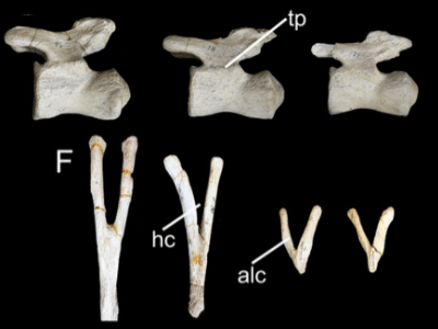 Fossilien / © Silva Junior et al. Creative Commons 4.0 International (CC BY 4.0)