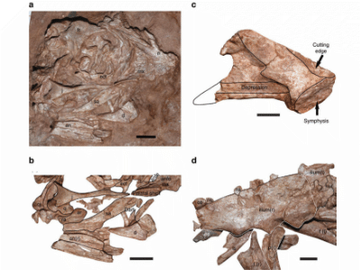 Fossil des Beibeilong / © Pu et al. Creative Commons 4.0 International (CC BY 4.0) Fossil des Beibeilong / © Pu et al. Creative Commons 4.0 International (CC BY 4.0)