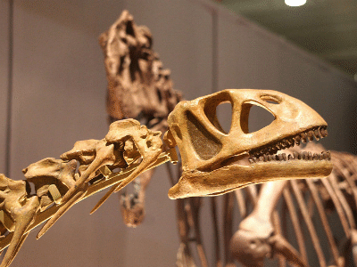 Bellusaurus / Kabacchi. Creative Commons 2.0 Generic (CC BY 2.0) Bellusaurus / Kabacchi. Creative Commons 2.0 Generic (CC BY 2.0)