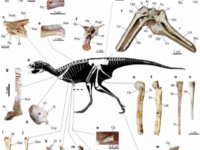 Fossilien © de Souza et al. Creative Commons 4.0 International (CC BY 4.0)