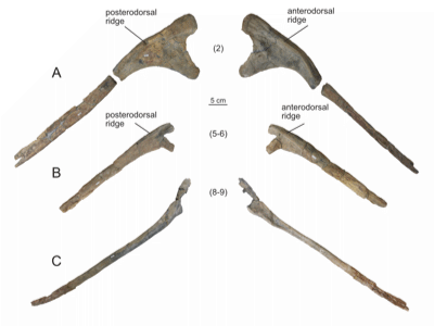 Rippenknochen / © Reutter et al.