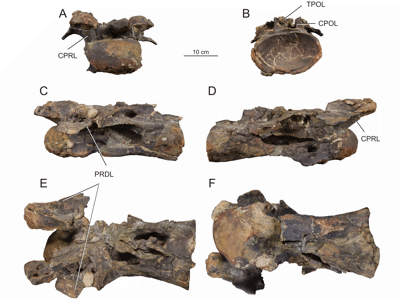 Mittlerer Halswirbel / © Reutter et al.