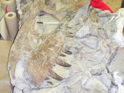 Schädel des Bistahieversor / Bild ist gemeinfrei (Public domain) Schädel des Bistahieversor / Bild ist gemeinfrei (Public domain)