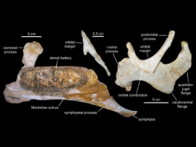 Kieferelemente des Blasisaurus / Prieto-Márquez et al. Creative Commons 4.0 International (CC BY 4.0) Kieferelemente des Blasisaurus / Prieto-Márquez et al. Creative Commons 4.0 International (CC BY 4.0)