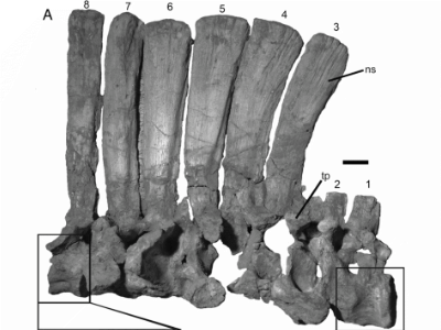 Kreuzbein / © Cruzado-Caballero et al. Kreuzbein / © Cruzado-Caballero et al.