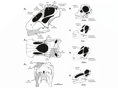 Schädelrekonstruktion / © Gallina et al. Schädelrekonstruktion / © Gallina et al.