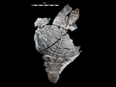 Fossil des Borealopelta / Brown. Creative Commons 4.0 International (CC BY 4.0) Fossil des Borealopelta / Brown. Creative Commons 4.0 International (CC BY 4.0)