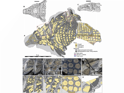 Fossil des Borealopelta / Brown et al. Creative Commons NonCommercial-NoDerivatives 4.0 International (CC BY-NC-ND 4.0) Fossil des Borealopelta / Brown et al. Creative Commons NonCommercial-NoDerivatives 4.0 International (CC BY-NC-ND 4.0)