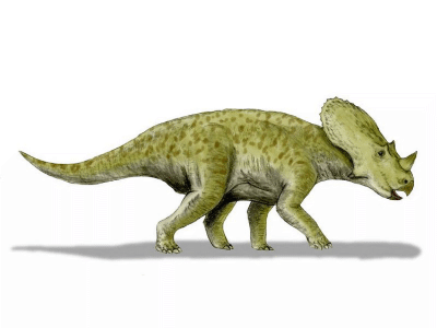 Brachyceratops
 / © N. Tamura. Verwendet mit freundlicher Genehmigung des Autors