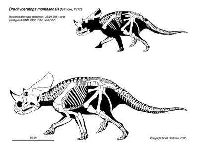 Brachyceratops
 / © Scott Hartman. Verwendet mit freundlicher Genehmigung des Autors