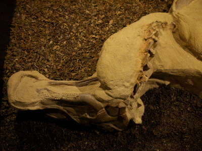 Brachylophosaurus Mumie / Etee. Creative Commons NonCommercial-ShareAlike 2.0 Generic (CC BY-NC-SA 2.0) Brachylophosaurus Mumie / Etee. Creative Commons NonCommercial-ShareAlike 2.0 Generic (CC BY-NC-SA 2.0)