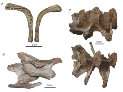 Fossilien des Brasilotitan / © Nascimento et al.