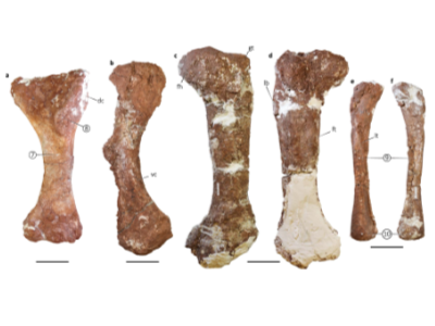 Humerus, Pubis, Femur & Fibula des Bravasaurus / Hechenleitner et al. Creative Commons 4.0 International (CC BY 4.0)