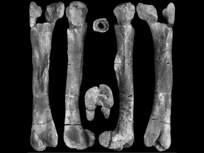 Fund des Burianosaurus / Fejfar et al. Creative Commons 4.0 International (CC BY 4.0)