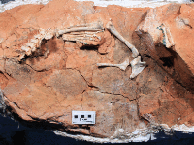 Fossil des Buriolestes / Bild ist gemeinfrei (Public domain) Fossil des Buriolestes / Bild ist gemeinfrei (Public domain)