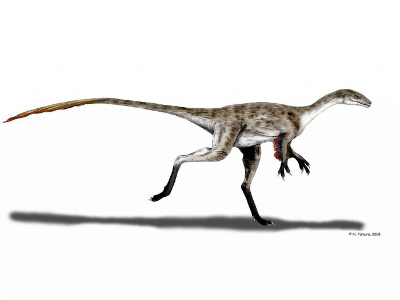 Coelurus / © N. Tamura. Verwendet mit freundlicher Genehmigung des Autors. Coelurus / © N. Tamura. Verwendet mit freundlicher Genehmigung des Autors.