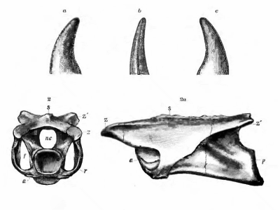 Wirbelknochen des Coelurus / Bild ist gemeinfrei (Public domain) Wirbelknochen des Coelurus / Bild ist gemeinfrei (Public domain)