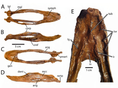 Holotyp des Caenagnathus / © Gregory Funston. Creative Commons 4.0 International (CC BY 4.0) Holotyp des Caenagnathus / © Gregory Funston. Creative Commons 4.0 International (CC BY 4.0)