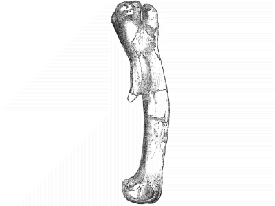 Femur/ Bild ist gemeinfrei (public Domain)