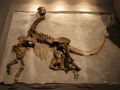 Skelett des Camarasaurus / Kabacchi. Creative Commons 2.0 Generic (CC BY 2.0) Skelett des Camarasaurus / Kabacchi. Creative Commons 2.0 Generic (CC BY 2.0)