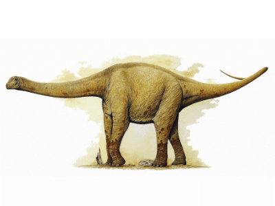 Camarasaurus / © Arturo De Migue Camarasaurus / © Arturo De Miguel. Verwendet mit freundlicher Genehmigung des Autors.