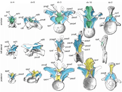 Wirbelknochen des Camarasaurus / Wilson et al. Creative Commons 4.0 International (CC BY 4.0)