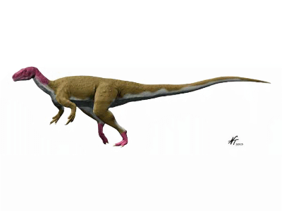Camarillasaurus / © N. Tamura. Verwendet mit freundlicher Genehmigung des Autors.