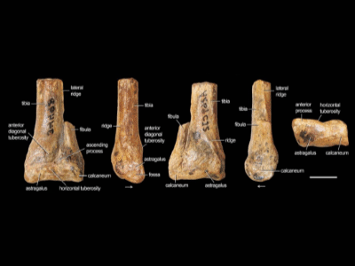 Knöchel /© Nesbitt et al.