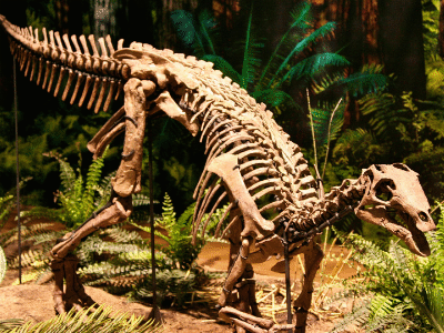 Skelett des Camptosaurus / Via Tsuji. Creative Commons NonCommercial-NoDerivs 2.0 Generic (CC BY-NC-ND 2.0) Skelett des Camptosaurus / Via Tsuji. Creative Commons NonCommercial-NoDerivs 2.0 Generic (CC BY-NC-ND 2.0)