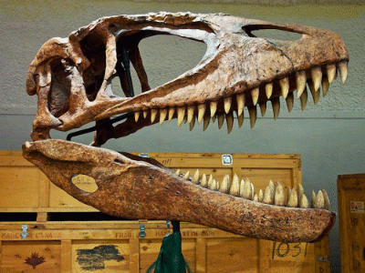 Schädel des Carcharodontosaurus / Sam Wise. Creative Commons NonCommercial-ShareAlike 2.0 Generic (CC BY-NC-SA 2.0) Schädel des Carcharodontosaurus / Sam Wise. Creative Commons NonCommercial-ShareAlike 2.0 Generic (CC BY-NC-SA 2.0)