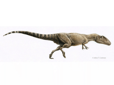 Carcharodontosaurus / © Julius T. Csotonyi Carcharodontosaurus / © Julius T. Csotonyi. Verwendet mit freundlicher Genehmigung des Autors.