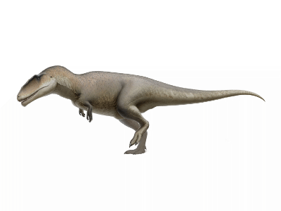 Carcharodontosaurus / © FredtheDinosaurman Carcharodontosaurus / © FredtheDinosaurman