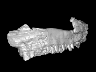 Maxilla des Carioceus / © Filippo Bertozzo Maxilla des Carioceus / © Filippo Bertozzo