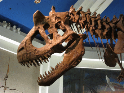 Schädel des Carnotaurus / Chris Weigert. Creative Commons NonCommercial-ShareAlike 2.0 Generic (CC BY-NC-SA 2.0) Schädel des Carnotaurus / Chris Weigert. Creative Commons NonCommercial-ShareAlike 2.0 Generic (CC BY-NC-SA 2.0)