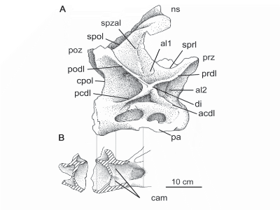 Wirbelknochen / © Gallina et al. Wirbelknochen / © Gallina et al.