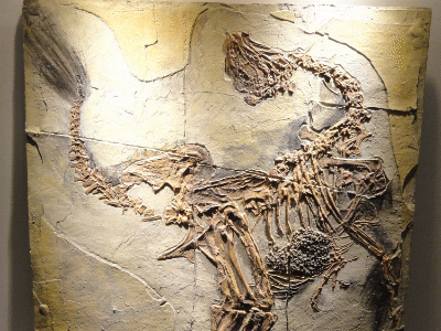 Fossil des Caudipteryx Fossil des Caudipteryx / Bildlizenz: Creative Commons CC0 1.0 Universal (CC0 1.0) Public Domain Dedication