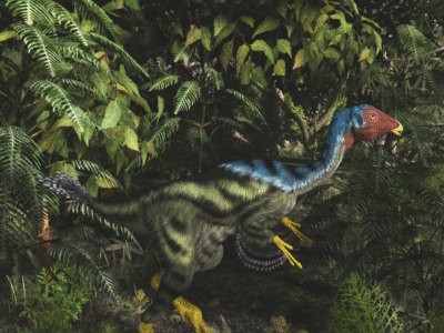 Caudipteryx / © Raul Lunia. Verwendet mit freundlicher Genehmigung des Autors.