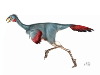 Caudipteryx / © Sergio Perez. Verwendet mit freundlicher Genehmigung des Autors.