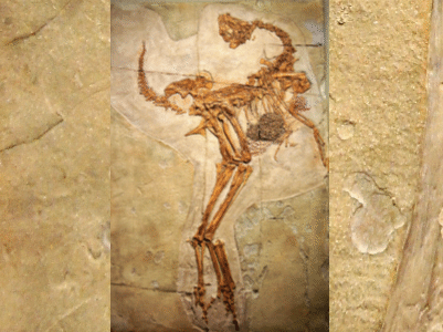 Fossil des Caudipteryx / © Peter E.